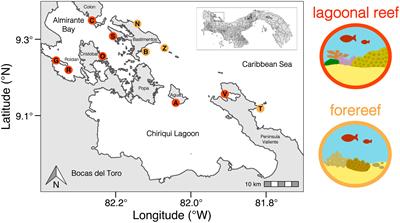 Spatio-temporal patterns in coral reef composition and function across an altered environmental gradient: A 15-year study in the Caribbean